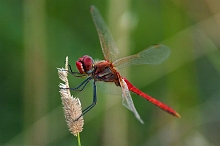 Libellula _ Sympetrum fonscolombii